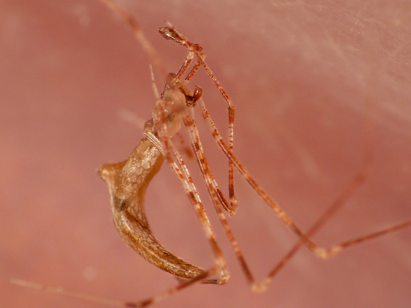 Rhomphaea sp. - S. Teresa G. (OT)